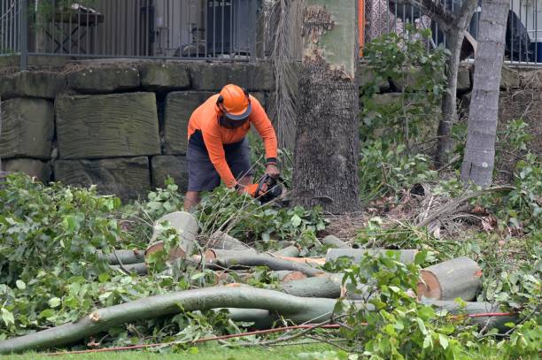 Why Choose Our Tree Removal Services in Fairview, NC?